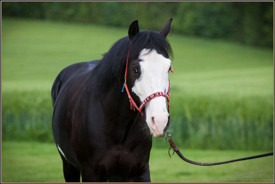 Asbach Fohlenshow 2014 118